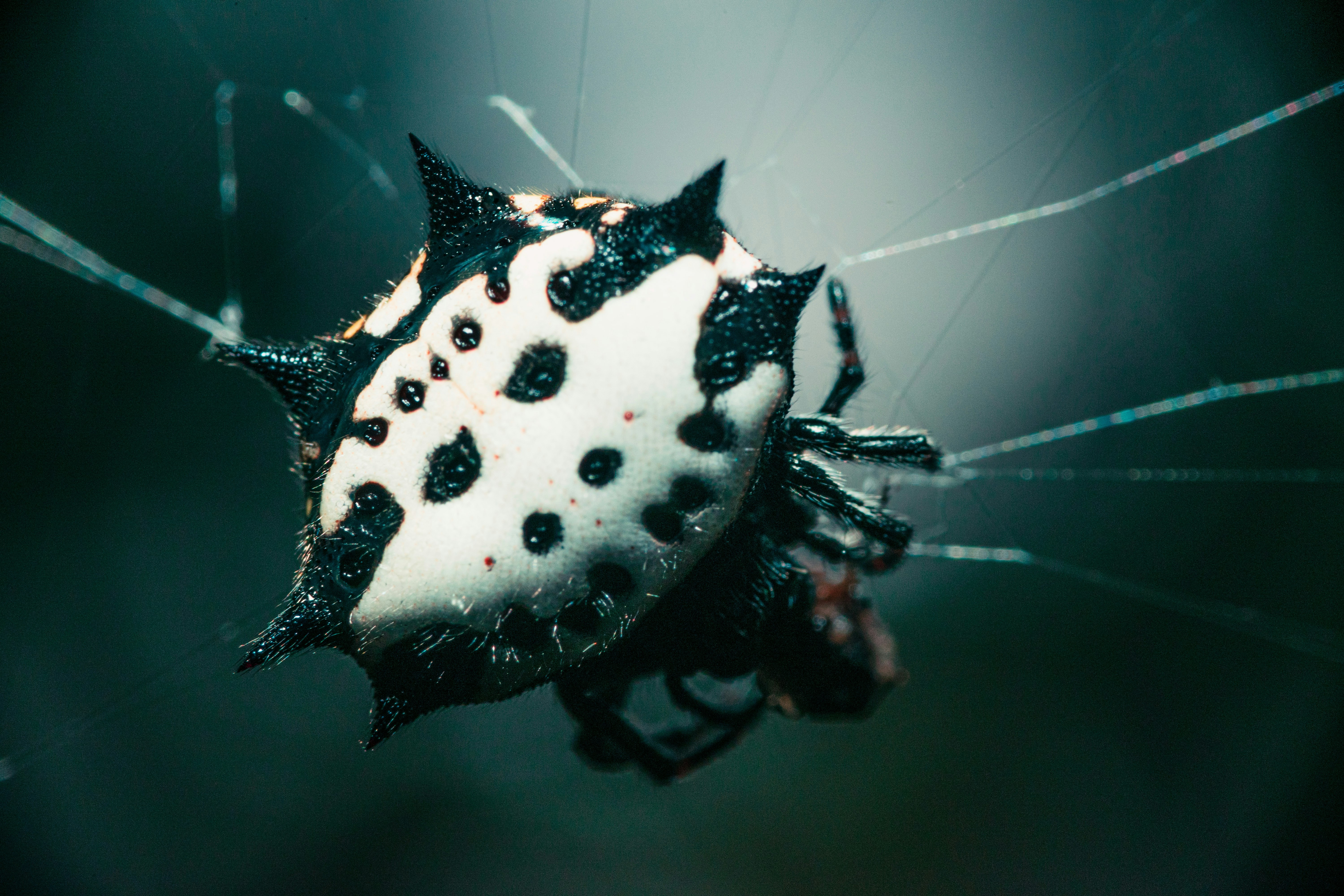 black and white spotted spider web in close up photography